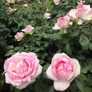 Cream-carmine pink shading - bed and borders rose - floribunda